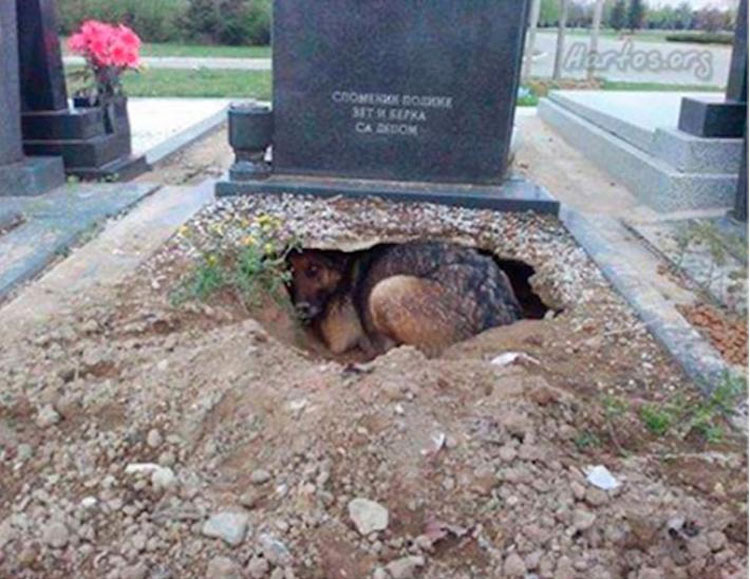 Pensaban que este perro estaba de luto por su propietario. Cuando ven por qué se esconde