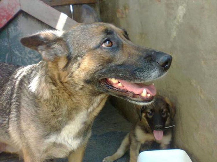 Pensaban que este perro estaba de luto por su propietario. Cuando ven por qué se esconde