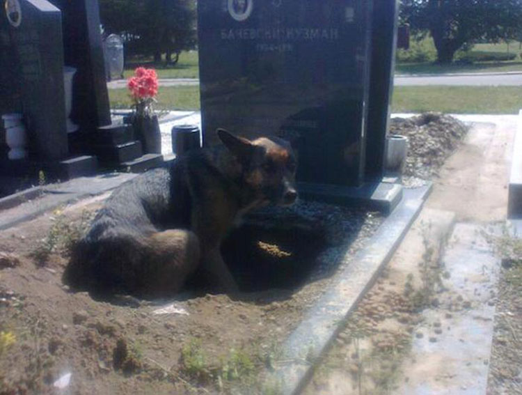 Pensaban que este perro estaba de luto por su propietario. Cuando ven por qué se esconde