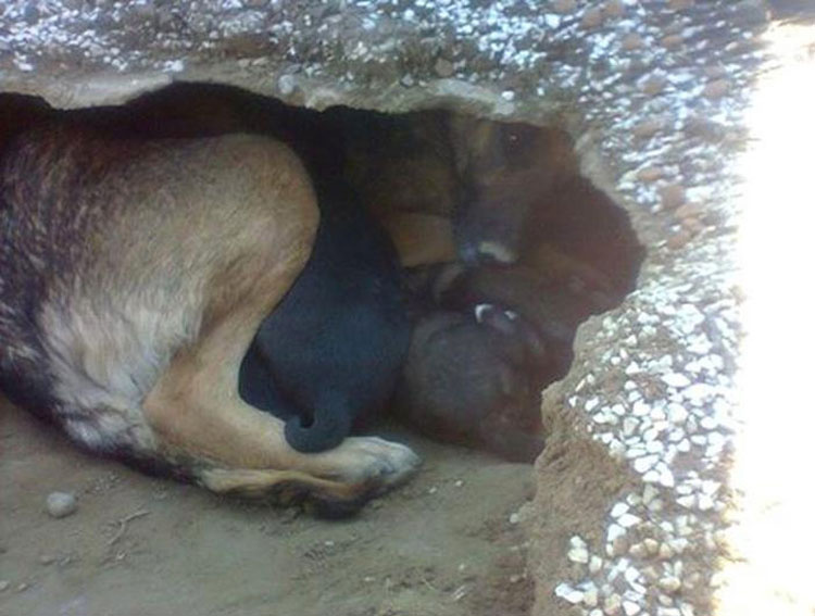 Pensaban que este perro estaba de luto por su propietario. Cuando ven por qué se esconde