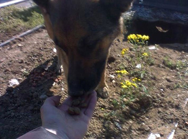 Pensaban que este perro estaba de luto por su propietario. Cuando ven por qué se esconde