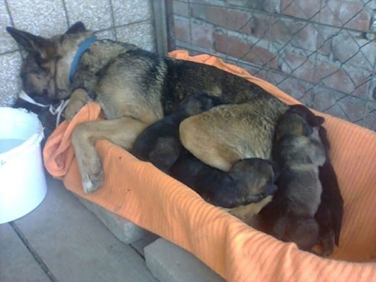 Pensaban que este perro estaba de luto por su propietario. Cuando ven por qué se esconde