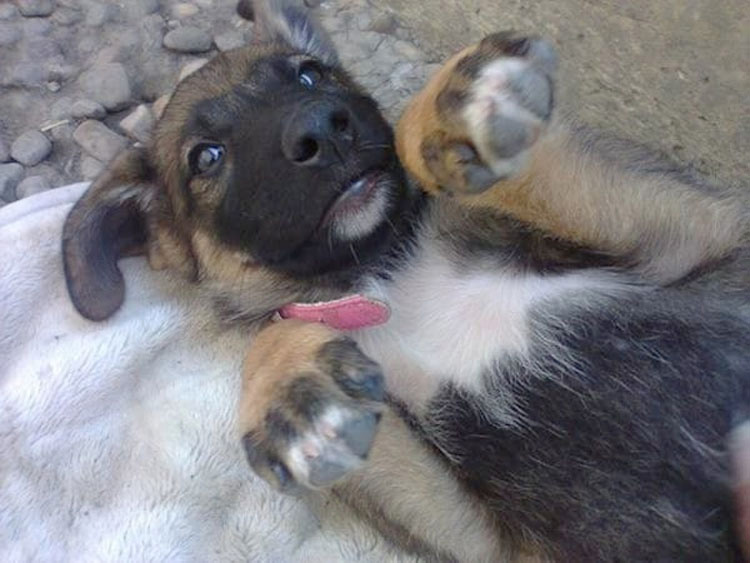 Pensaban que este perro estaba de luto por su propietario. Cuando ven por qué se esconde