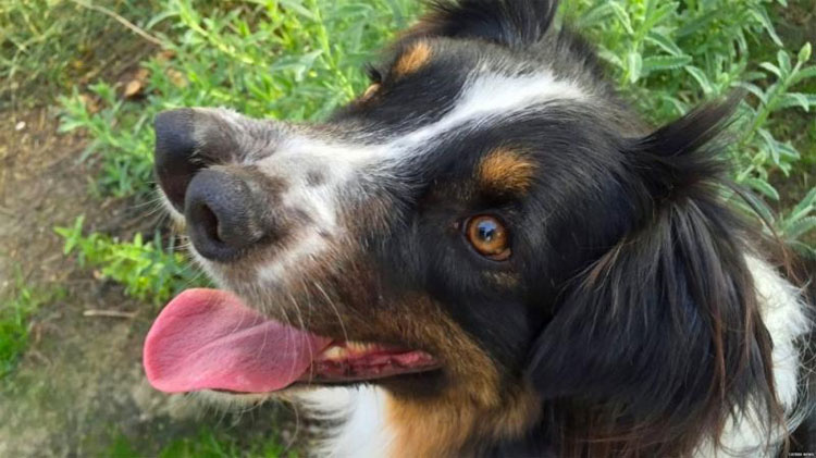 Nadie quería a este perro con 2 narices. Justo antes de ser abandonado ocurrió lo impensable