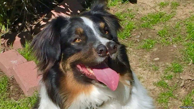 Nadie quería a este perro con 2 narices. Justo antes de ser abandonado ocurrió lo impensable