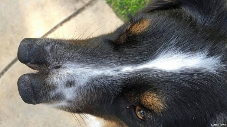 Nadie quería a este perro con 2 narices. Justo antes de ser abandonado ocurrió lo impensable