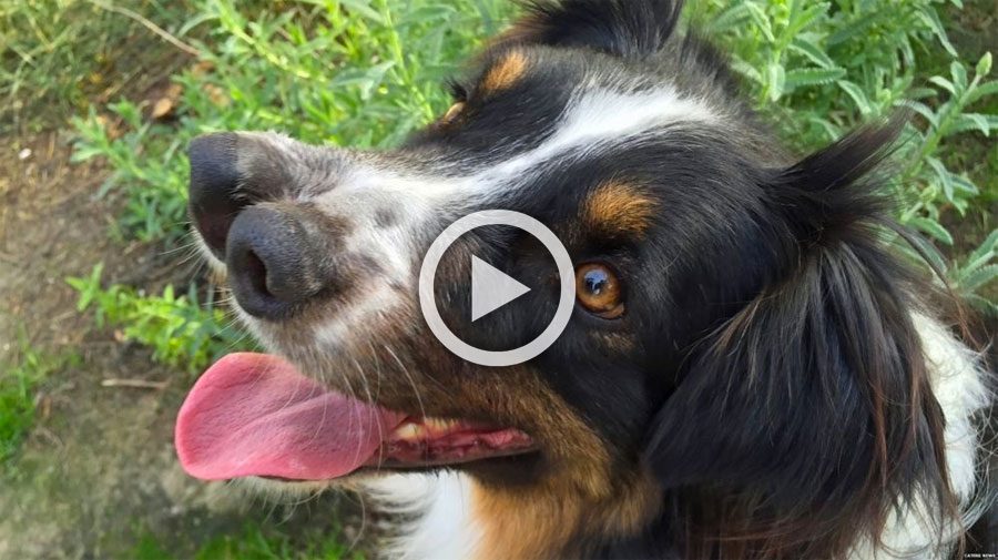 Nadie quería a este perro con 2 narices. Justo antes de ser abandonado ocurrió lo impensable 4 Nadie quería a este perro con 2 narices. Justo antes de ser abandonado ocurrió lo impensable