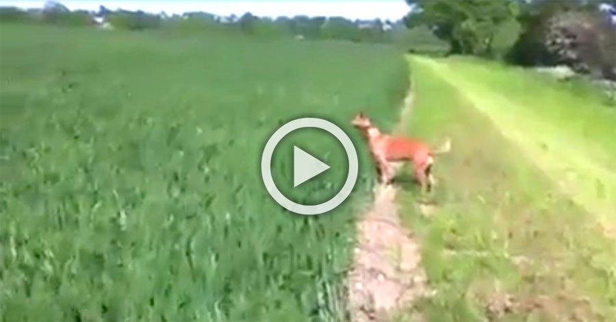 Este perro ve algo extraño en el campo de hierba. Ahora atención a sus 4 pequeñas patas 1 Este perro ve algo extraño en el campo de hierba. Ahora atención a sus 4 pequeñas patas