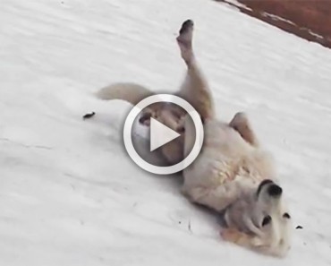 Este perro acaba de descubrir una colina cubierta de nieve. Lo que hace te hará sonreír el resto del día