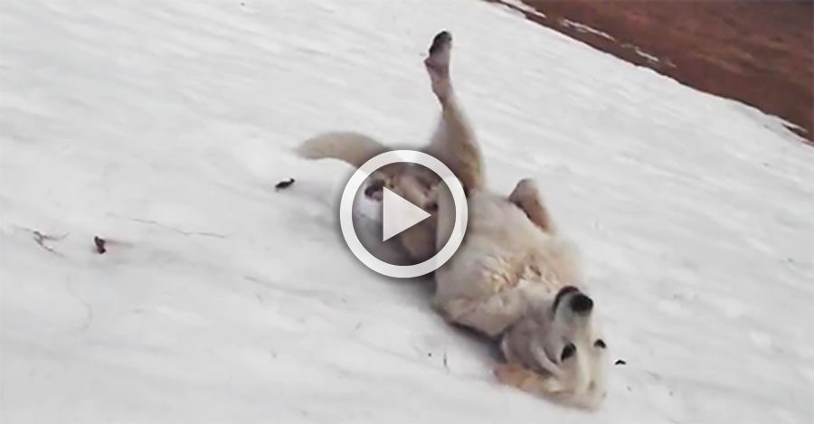 Este perro acaba de descubrir una colina cubierta de nieve. Lo que hace te hará sonreír el resto del día