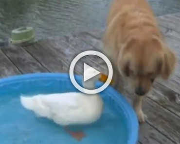 Un perro ve como un pato nada en su piscina. ¡Lo que hace después con su pata es hilarante!