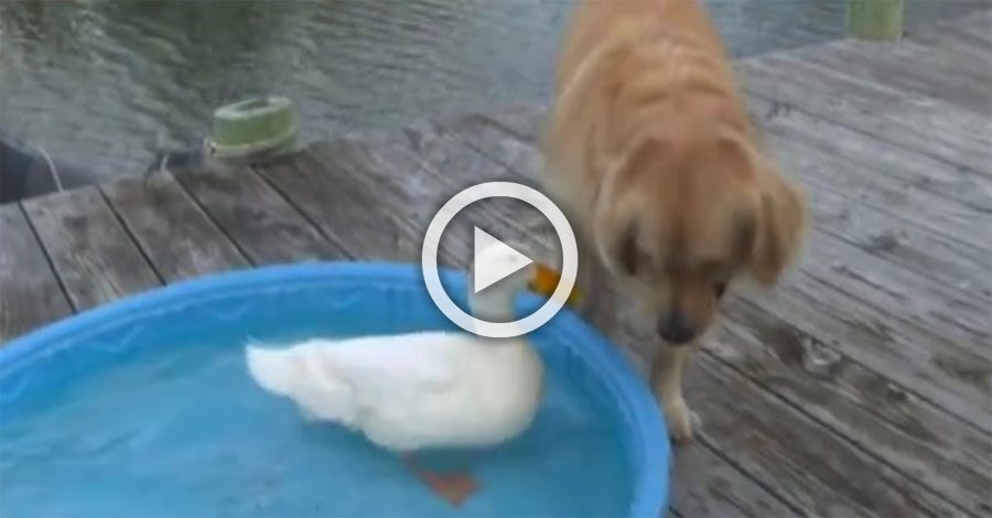 Un perro ve como un pato nada en su piscina. ¡Lo que hace después con su pata es hilarante!