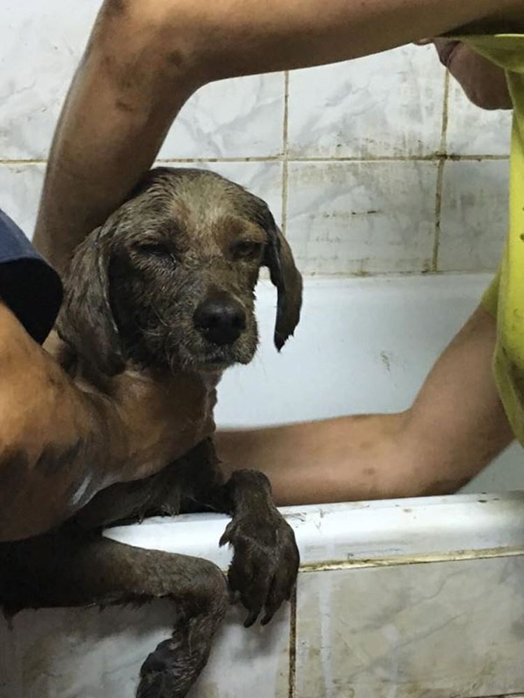 Este perro que se ahogaba en un pozo de alquitrán es rescatado justo a tiempo