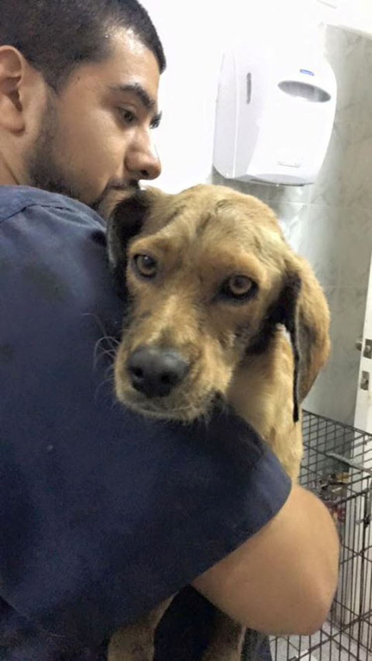 Este perro que se ahogaba en un pozo de alquitrán es rescatado justo a tiempo