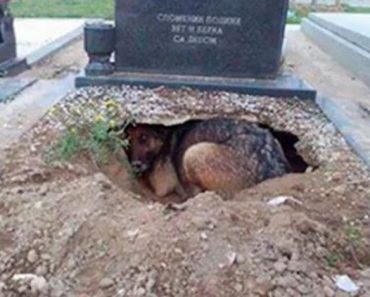 Pensaban que este perro estaba de luto por su propietario. Cuando ven por qué se esconde 2