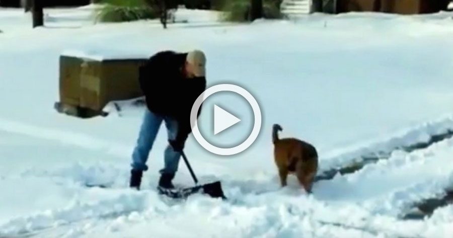 Este perro ve que su dueño necesita ayuda con la nieve y hace ESTO. ¡Hilarante!
