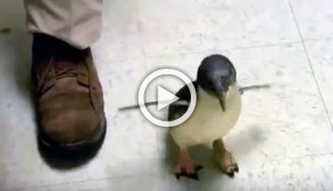 Este pingüino bebé corre hacia su propietario. Cuando por fin llega... !Estoy sorprendido!