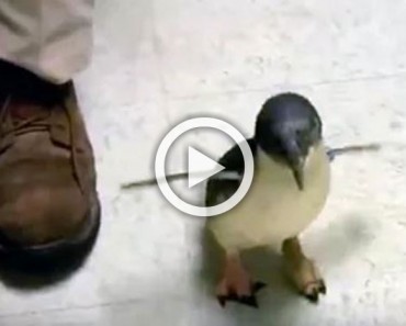 Este pingüino bebé corre hacia su propietario. Cuando por fin llega... ¡Estoy sorprendido! 1 Este pingüino bebé corre hacia su propietario. Cuando por fin llega... !Estoy sorprendido!