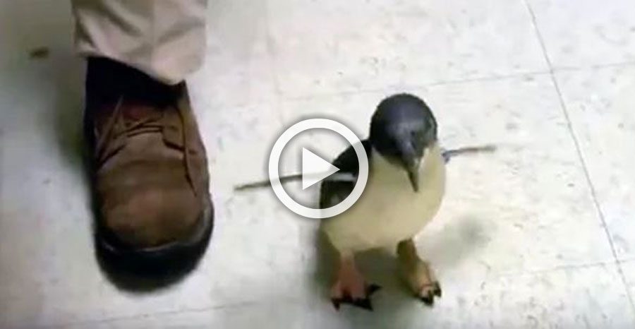 Este pingüino bebé corre hacia su propietario. Cuando por fin llega... !Estoy sorprendido!