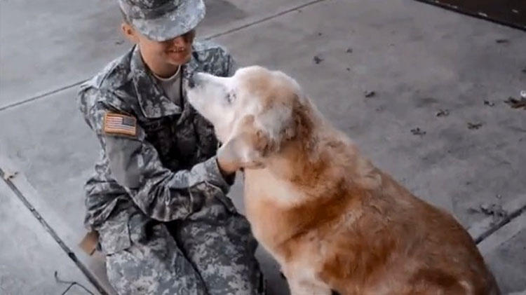 Este perro mayor reacciona así cuando su mejor amigo regresa a casa del ejército