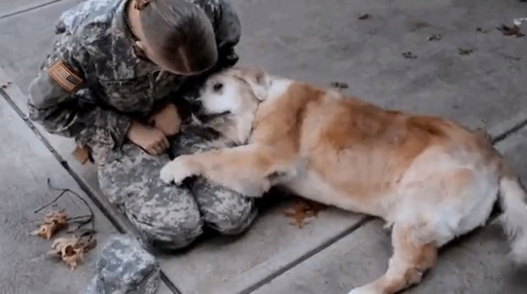Este perro mayor reacciona así cuando su mejor amigo regresa a casa del ejército