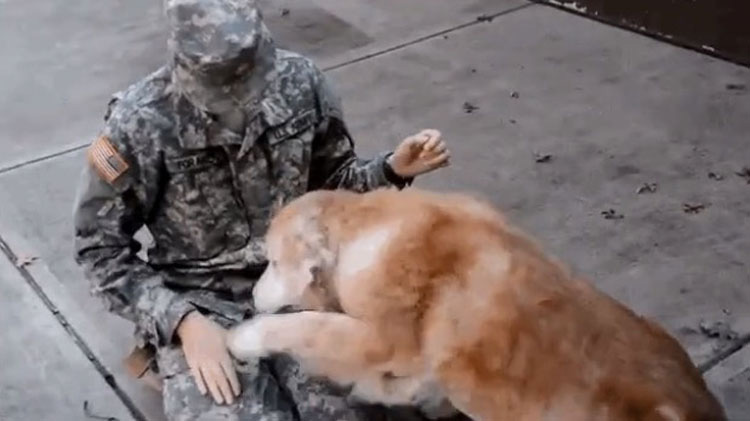 Este perro mayor reacciona así cuando su mejor amigo regresa a casa del ejército