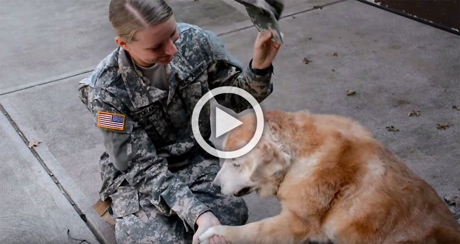 Este perro mayor reacciona así cuando su mejor amigo regresa a casa del ejército