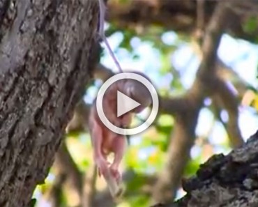 Vieron a esta cría de ardilla colgando por el cuello e hicieron lo impensable