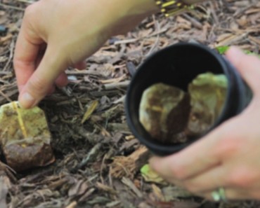 Plantó estas bolsitas de té en su jardín, y lo que pasó es más que increíble 9 Plantó estas bolsitas de té en su jardín, y lo que pasó es más que increíble