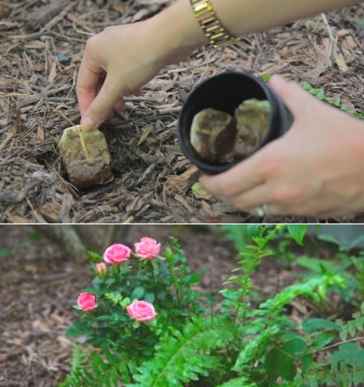 Plantó estas bolsitas de té en su jardín, y lo que pasó es más que increíble