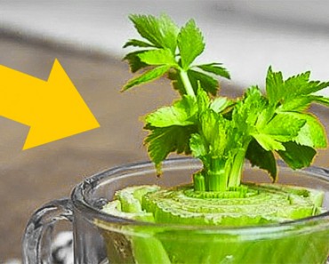 Ocho vegetales que se pueden comprar una vez y luego crecen para siempre 1 Ocho vegetales que se pueden comprar una vez y luego crecer para siempre