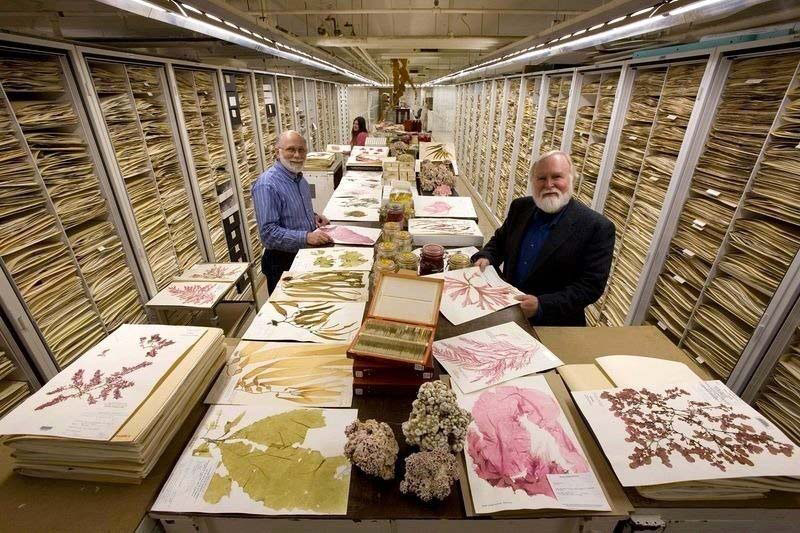 Hay miles de cajones en la habitación secreta del Smithsonian. Lo que hay dentro es increíble