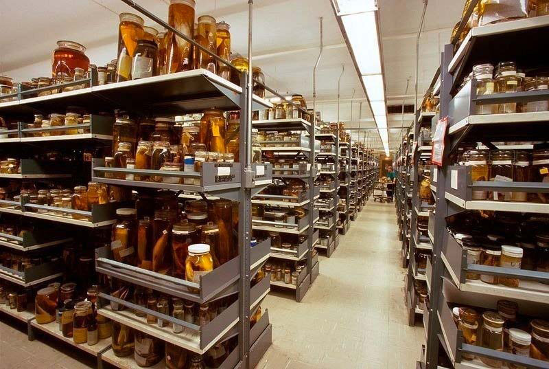 Hay miles de cajones en la habitación secreta del Smithsonian. Lo que hay dentro es increíble