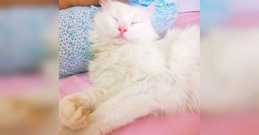 Parece un gatito normal de siesta. ¿Pero cuando abre los ojos? ¡IRREAL!