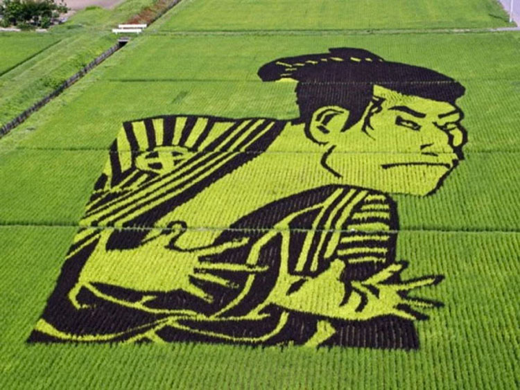 Algo espectacular sucede cuando estos campos de arroz, aparentemente normales, crecen