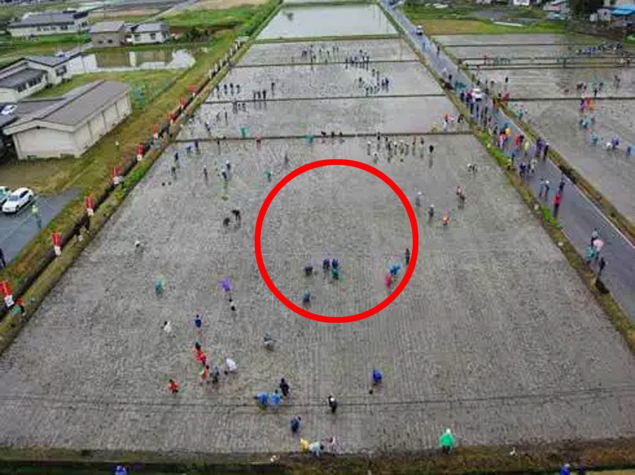 Algo espectacular sucede cuando estos campos de arroz, aparentemente normales, crecen 13 Algo espectacular sucede cuando estos campos de arroz, aparentemente normales, crecen