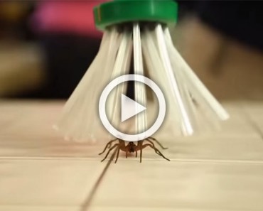 Su hijo tenía miedo a las arañas, así que inventó algo inteligente para capturarlas