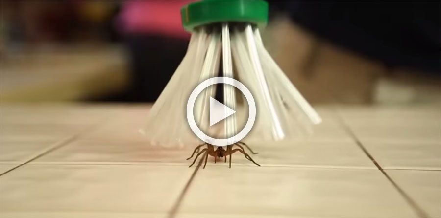 Su hijo tenía miedo a las arañas, así que inventó algo inteligente para capturarlas
