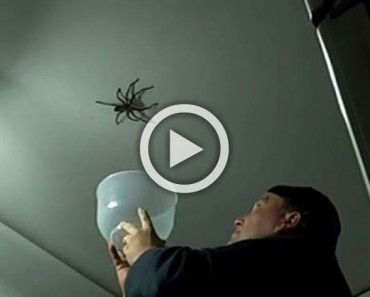Este padre hizo lo último que se debe hacer cuando se ve una araña ENORME 1 Este padre hizo lo último que se debe hacer cuando se ve una araña ENORME