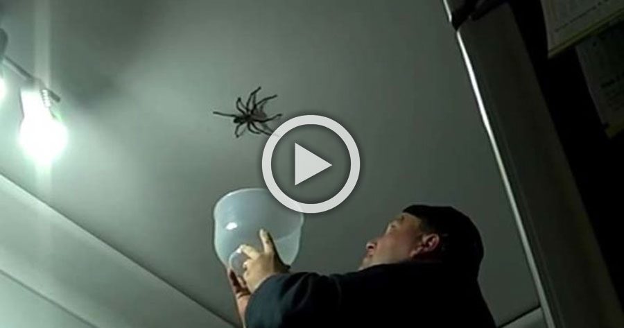 Este padre hizo lo último que se debe hacer cuando se ve una araña ENORME