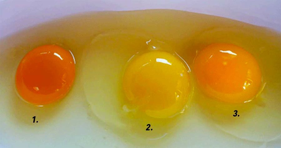 ¿Podrías decir cuál de estos huevos es de una gallina saludable? La respuesta es increíble 2 ¿Podrías decir cuál de estos huevos es de una gallina saludable? La respuesta es increíble