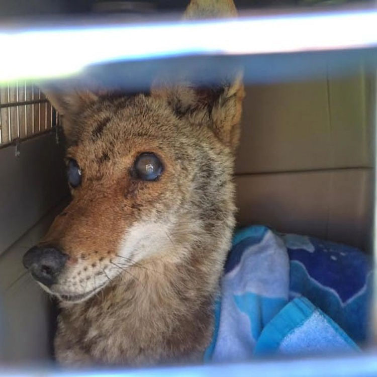 Rescatan a esta coyote ciega. Días más tarde, abren la puerta y descubren ESTO