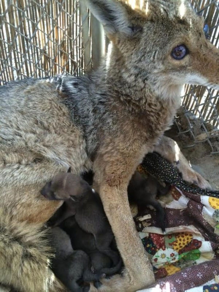 Rescatan a esta coyote ciega. Días más tarde, abren la puerta y descubren ESTO