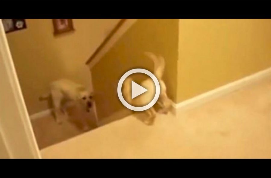 Este perro enseña a su cachorro cómo bajar las escaleras. Ahora mira la diferencia con los gatos