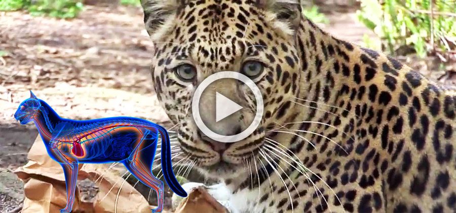 Leones, tigres y leopardos rescatados prueban hierba gatera por primera vez. Los resultados son hilarantes