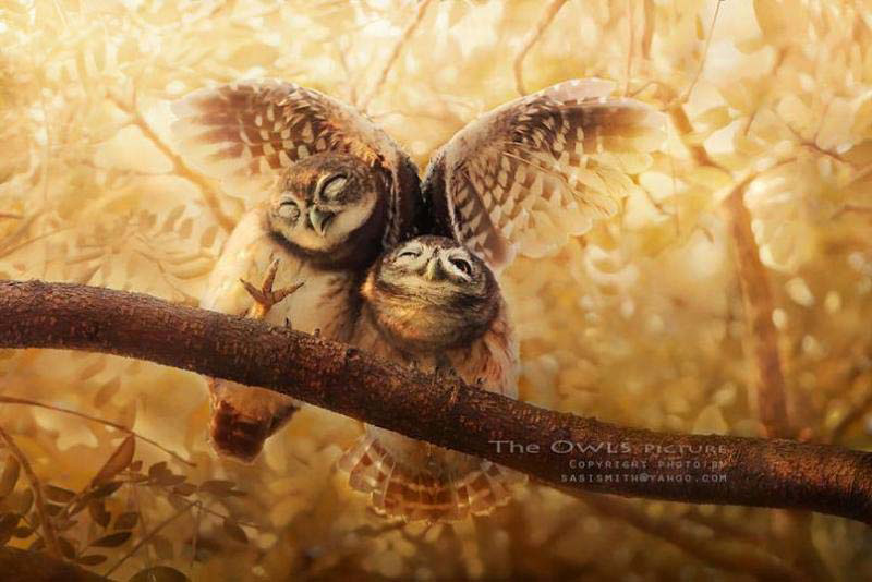 Estas impresionantes fotos te harán ver a los búhos de una forma completamente diferente