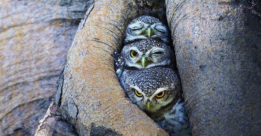 Estas impresionantes fotos te harán ver a los búhos de una forma completamente diferente 11 Estas impresionantes fotos te harán ver a los búhos de una forma completamente diferente