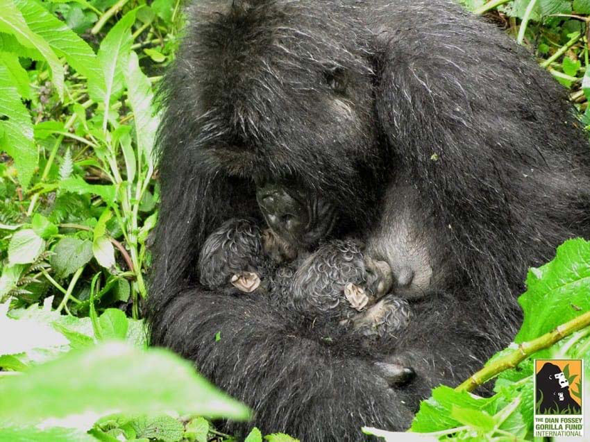 Un gorila camina hacia ellos. ¿Pero qué tiene entre sus manos? Nadie podía creerlo