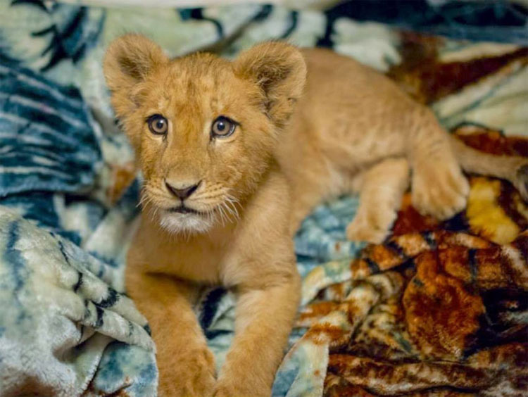 Este gran león se niega a dejar su manta por la razón más ADORABLE que imaginas