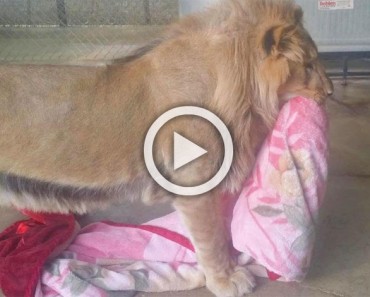 Este gran león se niega a dejar su manta por la razón más ADORABLE que imaginas